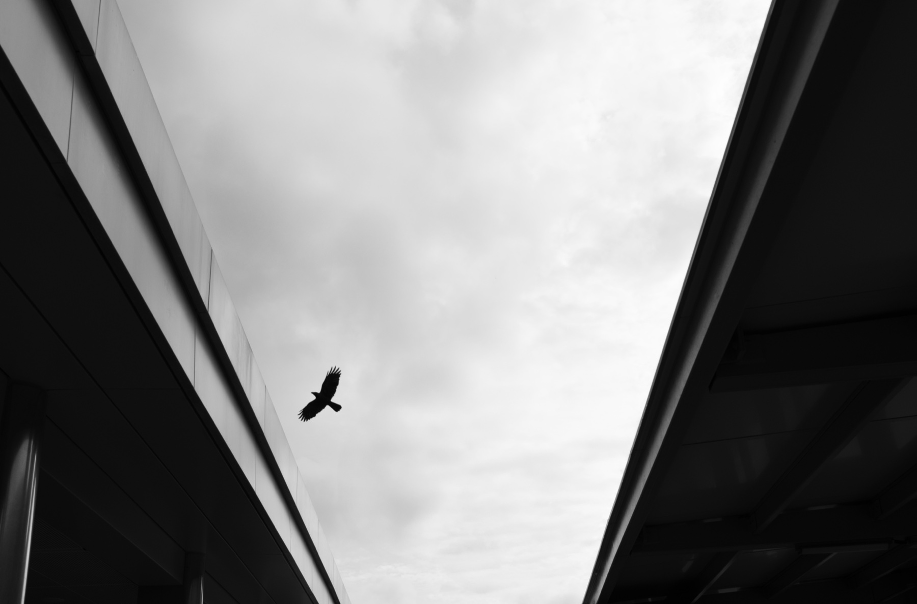 A lone bird in flight between two converging rooflines